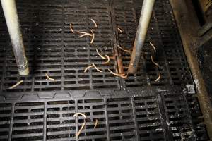 Piglet tails - Cut off tails - Captured at Wongalea Piggery, Quinalow QLD Australia.