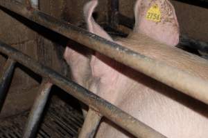 Farrowing crates at Cumbijowa Piggery NSW - Australian pig farming - Captured at Cumbijowa Piggery, Cumbijowa NSW Australia.