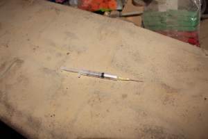 Syringe for piglet injections - Australian pig farming - Captured at Cumbijowa Piggery, Cumbijowa NSW Australia.