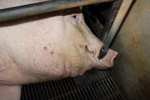 Farrowing crates at Cumbijowa Piggery NSW - Australian pig farming - Captured at Cumbijowa Piggery, Cumbijowa NSW Australia.