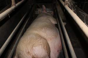 Farrowing crates at Cumbijowa Piggery NSW - Australian pig farming - Captured at Cumbijowa Piggery, Cumbijowa NSW Australia.