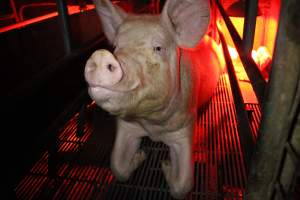 Farrowing crates at Cumbijowa Piggery NSW - Australian pig farming - Captured at Cumbijowa Piggery, Cumbijowa NSW Australia.