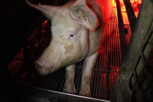 Farrowing crates at Cumbijowa Piggery NSW - Australian pig farming - Captured at Cumbijowa Piggery, Cumbijowa NSW Australia.