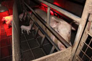 Farrowing crates at Cumbijowa Piggery NSW - Australian pig farming - Captured at Cumbijowa Piggery, Cumbijowa NSW Australia.