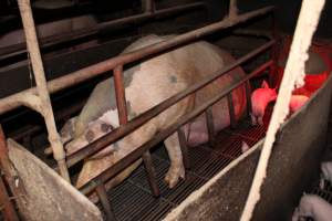 Farrowing crates at Cumbijowa Piggery NSW - Australian pig farming - Captured at Cumbijowa Piggery, Cumbijowa NSW Australia.