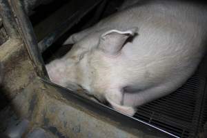 Farrowing crates at Cumbijowa Piggery NSW - Australian pig farming - Captured at Cumbijowa Piggery, Cumbijowa NSW Australia.