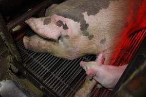 Farrowing crates at Cumbijowa Piggery NSW - Australian pig farming - Captured at Cumbijowa Piggery, Cumbijowa NSW Australia.