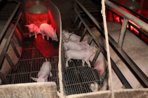 Farrowing crates at Cumbijowa Piggery NSW - Australian pig farming - Captured at Cumbijowa Piggery, Cumbijowa NSW Australia.