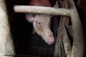 Farrowing crates at Cumbijowa Piggery NSW - Australian pig farming - Captured at Cumbijowa Piggery, Cumbijowa NSW Australia.