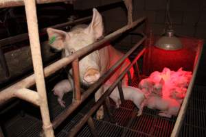 Farrowing crates at Cumbijowa Piggery NSW - Australian pig farming - Captured at Cumbijowa Piggery, Cumbijowa NSW Australia.