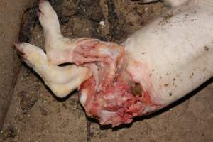 Dead piglet, possibly cannibalised - Australian pig farming - Captured at Cumbijowa Piggery, Cumbijowa NSW Australia.