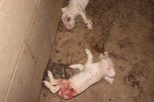 Dead piglet, possibly cannibalised - Australian pig farming - Captured at Cumbijowa Piggery, Cumbijowa NSW Australia.