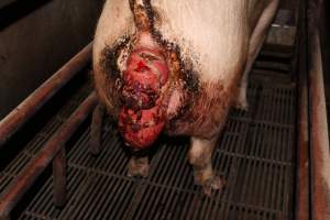 Sow with multiple huge prolapses - Painful prolapses infested with maggots - Captured at Cumbijowa Piggery, Cumbijowa NSW Australia.