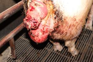 Sow with multiple huge prolapses - Painful prolapses infested with maggots - Captured at Cumbijowa Piggery, Cumbijowa NSW Australia.