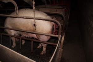 Sow with multiple huge prolapses - Painful prolapses infested with maggots - Captured at Cumbijowa Piggery, Cumbijowa NSW Australia.