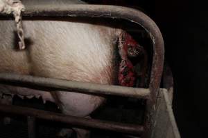 Sow with multiple huge prolapses - Painful prolapses infested with maggots - Captured at Cumbijowa Piggery, Cumbijowa NSW Australia.