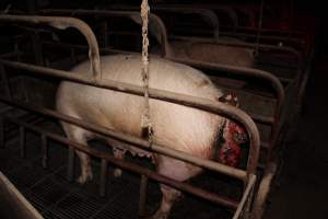 Sow with multiple huge prolapses - Painful prolapses infested with maggots - Captured at Cumbijowa Piggery, Cumbijowa NSW Australia.