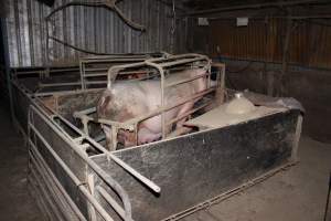 Farrowing crates at Cumbijowa Piggery NSW - Australian pig farming - Captured at Cumbijowa Piggery, Cumbijowa NSW Australia.