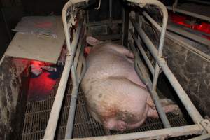 Farrowing crates at Cumbijowa Piggery NSW - Australian pig farming - Captured at Cumbijowa Piggery, Cumbijowa NSW Australia.