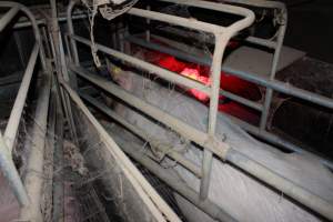 Farrowing crates at Cumbijowa Piggery NSW - Australian pig farming - Captured at Cumbijowa Piggery, Cumbijowa NSW Australia.