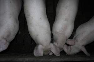 Grower pigs - Australian pig farming - Captured at Cumbijowa Piggery, Cumbijowa NSW Australia.