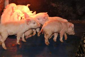 Farrowing crates at Cumbijowa Piggery NSW - Australian pig farming - Captured at Cumbijowa Piggery, Cumbijowa NSW Australia.