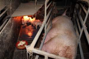 Farrowing crates at Cumbijowa Piggery NSW - Australian pig farming - Captured at Cumbijowa Piggery, Cumbijowa NSW Australia.