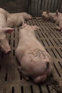 Grower pigs at Dead Horse Gully (DHG) Piggery NSW - Australian pig farming - Captured at Dead Horse Gully (DHG) Piggery, Young NSW Australia.