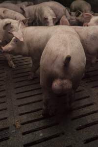 Grower pigs at Dead Horse Gully (DHG) Piggery NSW - Australian pig farming - Captured at Dead Horse Gully (DHG) Piggery, Young NSW Australia.