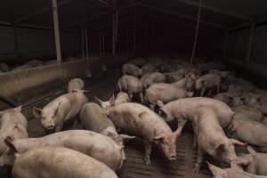 Grower pigs at Dead Horse Gully (DHG) Piggery NSW - Australian pig farming - Captured at Dead Horse Gully (DHG) Piggery, Young NSW Australia.