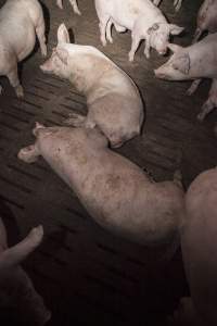 Grower pigs at Dead Horse Gully (DHG) Piggery NSW - Australian pig farming - Captured at Dead Horse Gully (DHG) Piggery, Young NSW Australia.