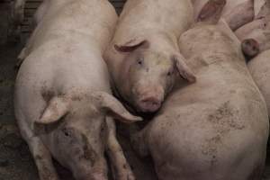 Grower pigs at Dead Horse Gully (DHG) Piggery NSW - Australian pig farming - Captured at Dead Horse Gully (DHG) Piggery, Young NSW Australia.