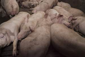 Grower pigs at Dead Horse Gully (DHG) Piggery NSW - Australian pig farming - Captured at Dead Horse Gully (DHG) Piggery, Young NSW Australia.