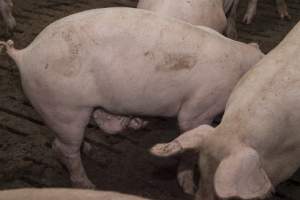 Grower pigs at Dead Horse Gully (DHG) Piggery NSW - Australian pig farming - Captured at Dead Horse Gully (DHG) Piggery, Young NSW Australia.