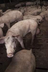 Grower pigs at Dead Horse Gully (DHG) Piggery NSW - Australian pig farming - Captured at Dead Horse Gully (DHG) Piggery, Young NSW Australia.