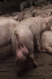 Grower pig with oversized testicles - Australian pig farming - Captured at Dead Horse Gully (DHG) Piggery, Young NSW Australia.