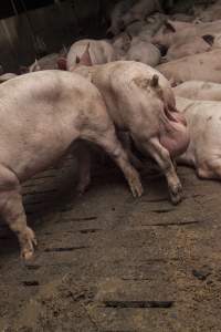 Grower pig with oversized testicles - Australian pig farming - Captured at Dead Horse Gully (DHG) Piggery, Young NSW Australia.