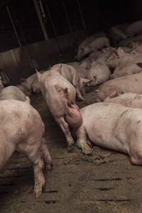 Grower pig with oversized testicles - Australian pig farming - Captured at Dead Horse Gully (DHG) Piggery, Young NSW Australia.