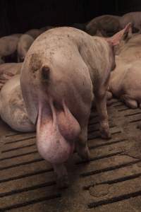 Grower pig with oversized testicles - Australian pig farming - Captured at Dead Horse Gully (DHG) Piggery, Young NSW Australia.