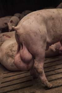 Grower pig with oversized testicles - Australian pig farming - Captured at Dead Horse Gully (DHG) Piggery, Young NSW Australia.
