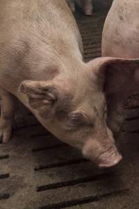 Grower pigs at Dead Horse Gully (DHG) Piggery NSW - Australian pig farming - Captured at Dead Horse Gully (DHG) Piggery, Young NSW Australia.