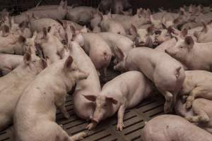 Grower pigs at Dead Horse Gully (DHG) Piggery NSW - Australian pig farming - Captured at Dead Horse Gully (DHG) Piggery, Young NSW Australia.