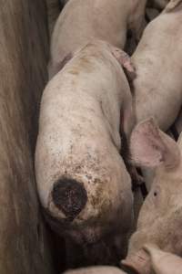 Cannibalised tails - Australian pig farming - Captured at Dead Horse Gully (DHG) Piggery, Young NSW Australia.