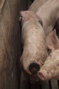 Cannibalised tails - Australian pig farming - Captured at Dead Horse Gully (DHG) Piggery, Young NSW Australia.