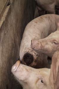 Cannibalised tails - Australian pig farming - Captured at Dead Horse Gully (DHG) Piggery, Young NSW Australia.