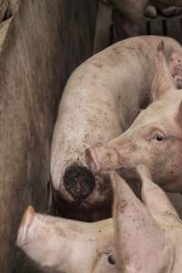 Cannibalised tails - Australian pig farming - Captured at Dead Horse Gully (DHG) Piggery, Young NSW Australia.