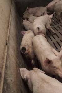 Cannibalised tails - Australian pig farming - Captured at Dead Horse Gully (DHG) Piggery, Young NSW Australia.