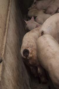 Cannibalised tails - Australian pig farming - Captured at Dead Horse Gully (DHG) Piggery, Young NSW Australia.