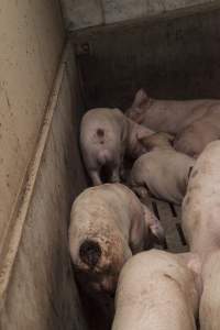 Cannibalised tails - Australian pig farming - Captured at Dead Horse Gully (DHG) Piggery, Young NSW Australia.