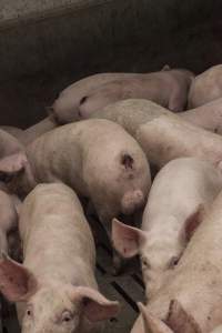 Cannibalised tails - Australian pig farming - Captured at Dead Horse Gully (DHG) Piggery, Young NSW Australia.